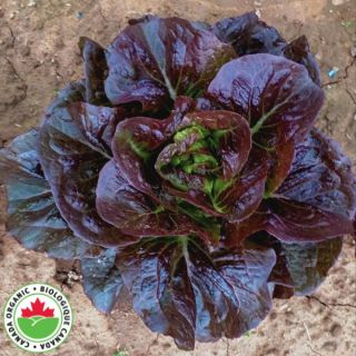  Pomegranate Crunch Organic Lettuce Thumbnail